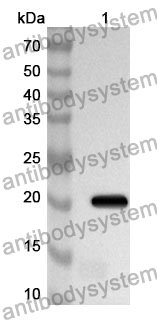 Anti-Mouse AMIGO3 Polyclonal Antibody