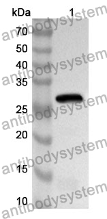 Anti-Mouse VSTM4 Polyclonal Antibody