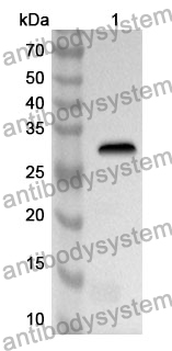 Anti-Mouse CADM4 Polyclonal Antibody