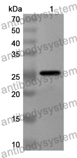 Anti-Mouse APCDD1 Polyclonal Antibody