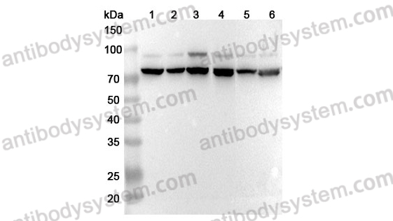 Anti-Mouse VSIG1 Polyclonal Antibody