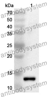 Anti-Mouse Mbl1 Polyclonal Antibody