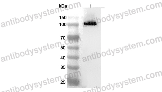 Anti-Mouse CDH9/Cadherin-9 Polyclonal Antibody