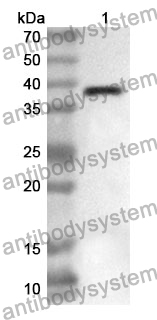 Anti-Mouse Timd2/G9D3 protein Polyclonal Antibody