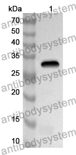 Anti-Mouse EPGN/Epigen Polyclonal Antibody