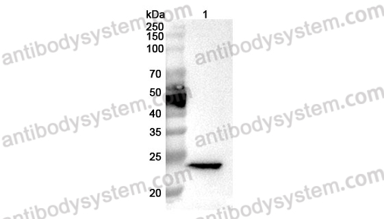 Anti-Mouse Crisp4 Polyclonal Antibody