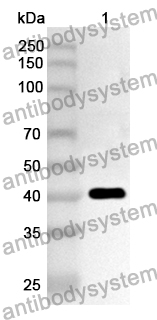 Anti-Mouse VSTM2L Polyclonal Antibody