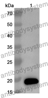 Anti-Mouse ZNRF3 Polyclonal Antibody