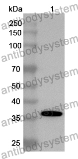 Anti-Osteomodulin/OMD Polyclonal Antibody