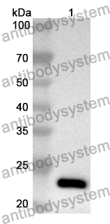 Anti-Mouse CNTN3 Polyclonal Antibody