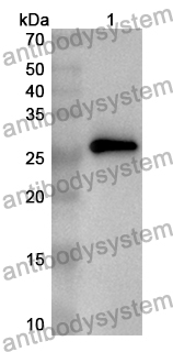 Anti-Mouse WNT8A Polyclonal Antibody