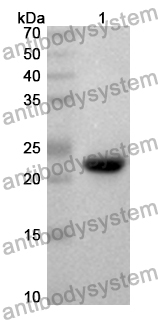 Anti-Mouse FSTL5 Polyclonal Antibody