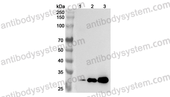 Anti-Mouse C1ra Polyclonal Antibody