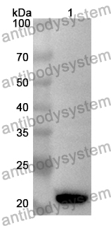 Anti-Mouse Ifna15 Polyclonal Antibody