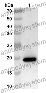 Anti-Mouse Clec4b2 Polyclonal Antibody