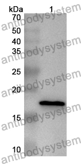 Anti-Mouse Mgl2 Polyclonal Antibody