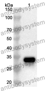 Anti-Mouse Pirb/Lilrb3 Polyclonal Antibody