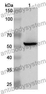 Anti-Mouse KIRREL1 Polyclonal Antibody