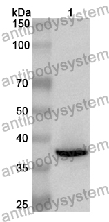 Anti-Mouse EDA2R Polyclonal Antibody