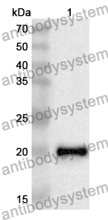 Anti-Pig IL22 Polyclonal Antibody