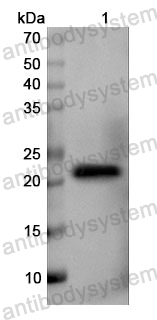 Anti-Dog IL6 Polyclonal Antibody