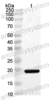 Anti-Dog Can f 1/Allergen Dog 1 Polyclonal Antibody