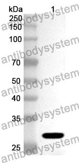 Anti-Rat NGF/Beta-NGF Polyclonal Antibody