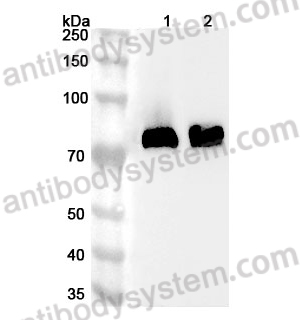 Anti-Rat ALPL Polyclonal Antibody