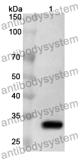 Anti-Rat SCNN1A/SCNN1 Polyclonal Antibody