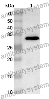 Anti-Rat STAT6 Polyclonal Antibody