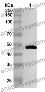 Anti-N Protein Polyclonal Antibody