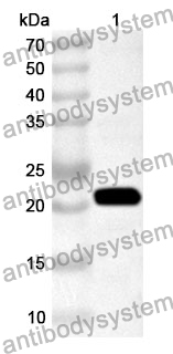 Anti-NSP1 Polyclonal Antibody