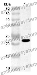 Anti-NSP3/PL-PRO Polyclonal Antibody