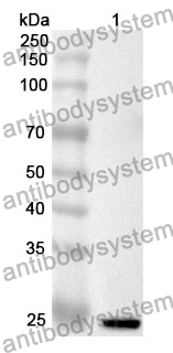 Anti-NSP8 Polyclonal Antibody