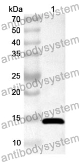 Anti-NSP9 Polyclonal Antibody