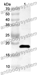 Anti-NSP10/GFL Polyclonal Antibody