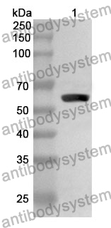 Anti-NSP12/RdRp Polyclonal Antibody