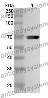 Anti-NSP13 Polyclonal Antibody