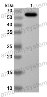 Anti-Influenza A virus (H5N1) HA/Hemagglutinin Polyclonal Antibody