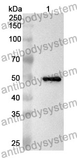 Anti-Rabies virus/RABV G/Glycoprotein Polyclonal Antibody