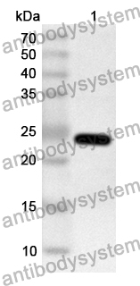 Anti-ASFV War-135/pE184L Polyclonal Antibody