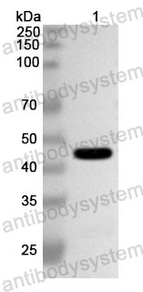 Anti-HSV-1/HHV-1 gG/US4 Polyclonal Antibody