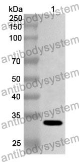 Anti-Polyprotein Polyclonal Antibody