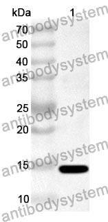 Anti-ORF140 Polyclonal Antibody