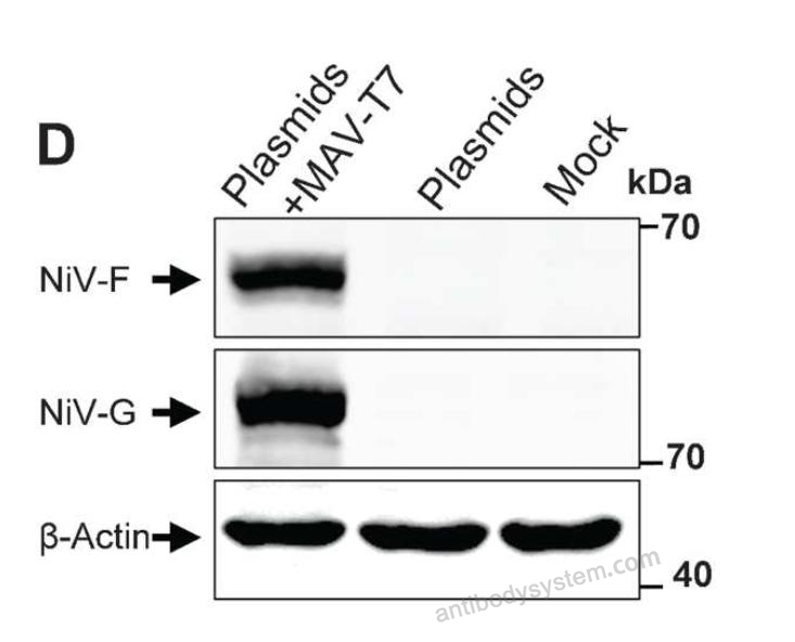 Western Blot for Anti-Nipah virus/HeV G protein/Glycoprotein G Polyclonal Antibody ?>