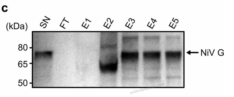 Western Blot for Anti-Nipah virus/HeV G protein/Glycoprotein G Polyclonal Antibody ?>