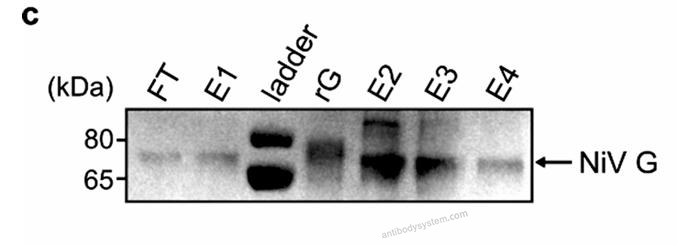 Western Blot for Anti-Nipah virus/HeV G protein/Glycoprotein G Polyclonal Antibody ?>