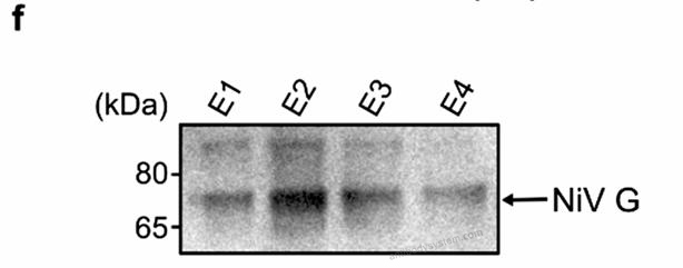 Western Blot for Anti-Nipah virus/HeV G protein/Glycoprotein G Polyclonal Antibody ?>