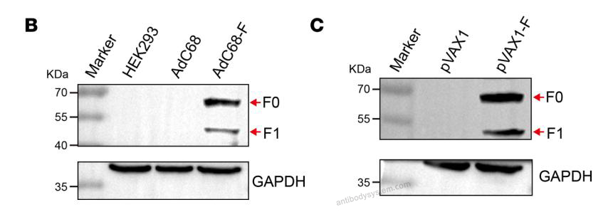 Western Blot for Anti-Nipah virus/HeV F/Fusion glycoprotein F0 Polyclonal Antibody ?>