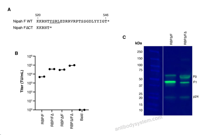 Western Blot for Anti-Nipah virus/HeV F/Fusion glycoprotein F0 Polyclonal Antibody ?>